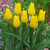 Tulip Yokohama