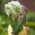 Tulip 'Super Parrot'