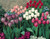 Tulip 'Kingsblood'