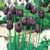 Tulip 'Queen of The Night'