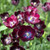 Tulip 'Queen of The Night'