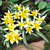 Tulip 'Tarda'