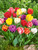 Double Early Tulips Mix