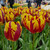 Tulip Helmar