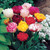 Tulip Double Late Mixed