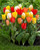 Tulip Fosteriana Mixed