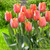 Tulip 'Jimmy'
