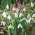 Galanthus elwesii Giant Snowdrops