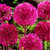 Allium stipitatum 18cm+