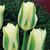 Tulip 'Spring Green'