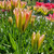 Tulip 'Virichic'