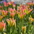 Tulip 'Virichic'
