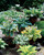 Hosta Mix