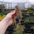 Hosta Mix