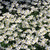 Anemone nemorosa