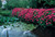 Hydrangea Red Riding Hood
