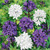 Campanula glomerata 'Alba'
