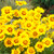 Coreopsis Sterntaler