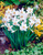 Narcissus Recurvus (Pheasant Eye)