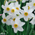 Narcissus Recurvus (Pheasant Eye)
