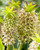 Eucomis bicolour