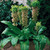 Eucomis bicolour