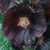 Alcea rosea Nigra (Loose)