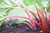 Rhubarb Timperley Early