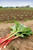 Rhubarb Timperley Early