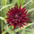 Dahlia 'Nuit D'Ete'