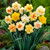 Narcissus Double Mix