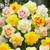 Narcissus Double Mix