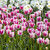 Tulip Hot Pants 11-12cm