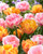 Tulip 'Foxtrot'