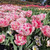 Tulip 'Foxtrot'