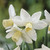 Narcissus 'Toto'