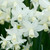 Narcissus 'Toto'