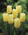 Tulip 'City of Vancouver'