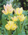 Tulip 'Antoinette'