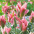 Tulip 'Chinatown'