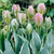Tulip 'Chinatown'