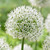 Allium 'Mont Blanc'