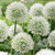 Allium 'Mont Blanc'