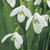 Galanthus Woronowii 4/5cm