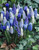Muscari Mix