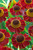 Helenium Ruby Tuesday