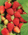 Raspberry 'Tulameen'