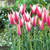 Tulip Peppermint Stick 5/6cm