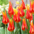 Tulip 'Fly Away'