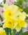 Narcissus 'Stint'